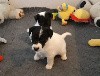  - CHIOTS FOX TERRIER POIL LISSE A RESERVER