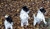  - CHIOTS FOX TERRIER POIL LISSE 