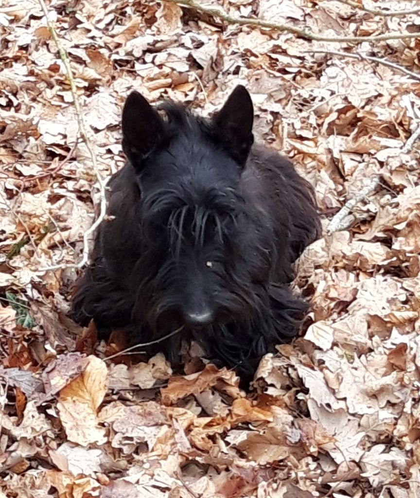 Little black dress du manoir des presles