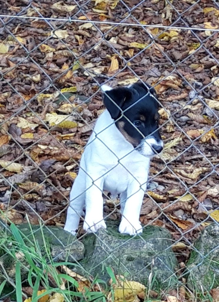 du manoir des presles - Chiot disponible  - Fox Terrier Poil lisse