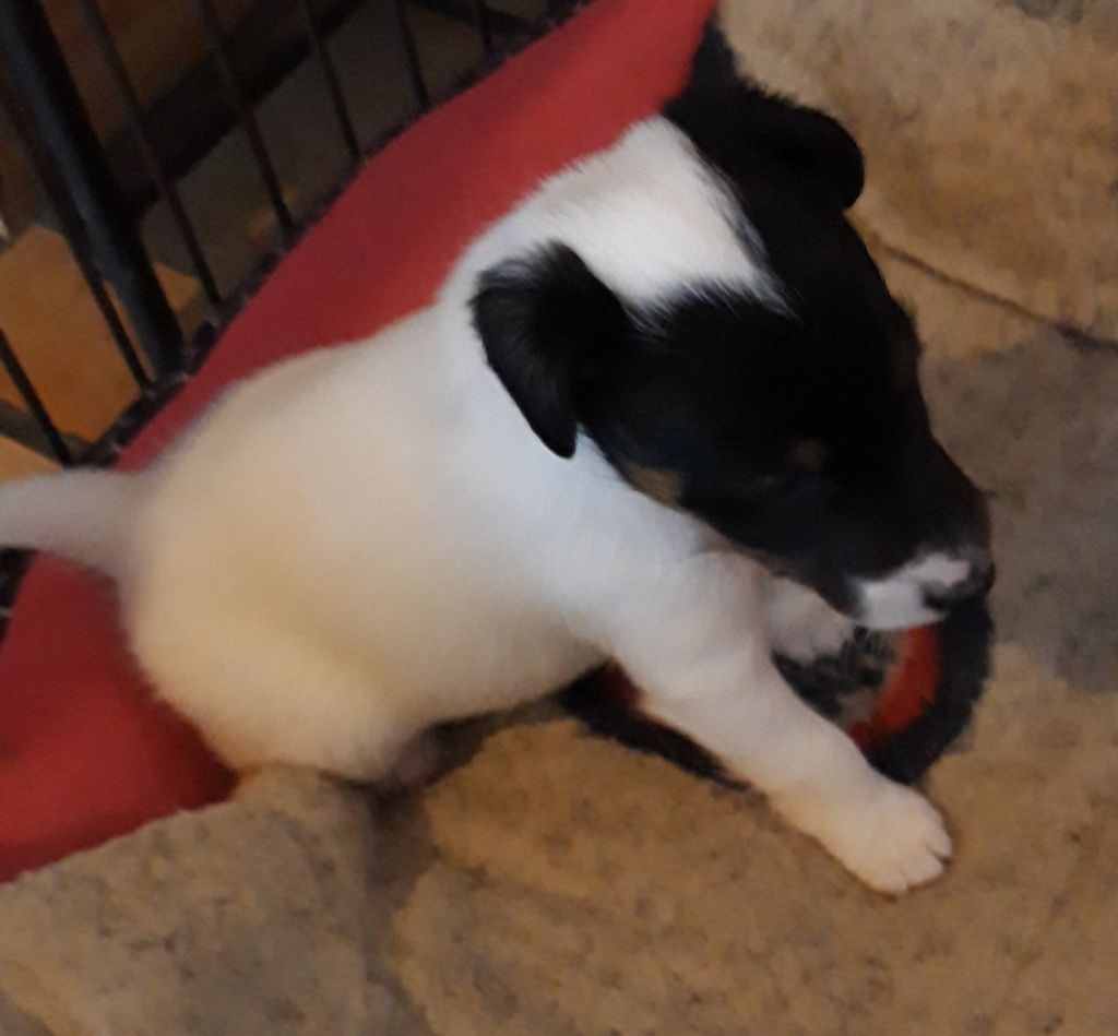 du manoir des presles - Chiot disponible  - Fox Terrier Poil lisse