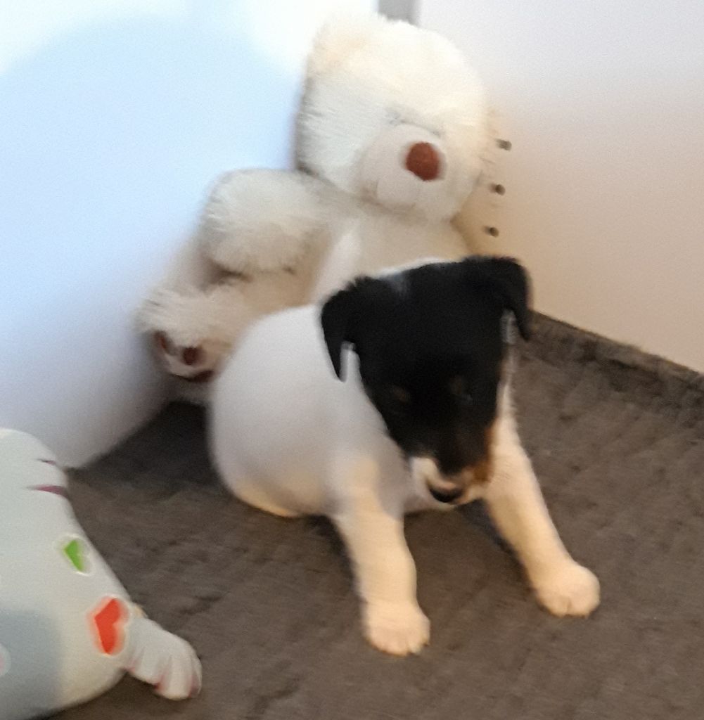 du manoir des presles - Chiot disponible  - Fox Terrier Poil lisse