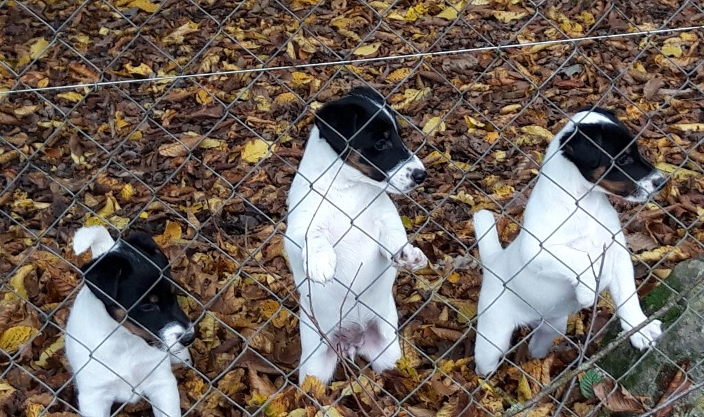 chiot Fox Terrier Poil lisse du manoir des presles