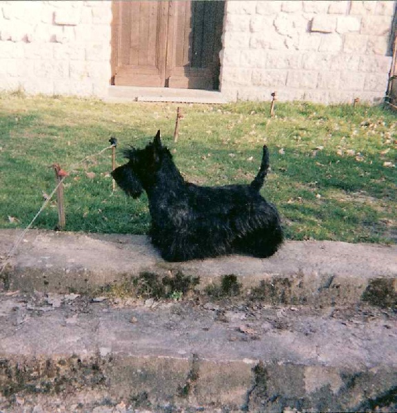 CH. Sacha du manoir des presles