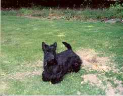 Calva d'ogay
