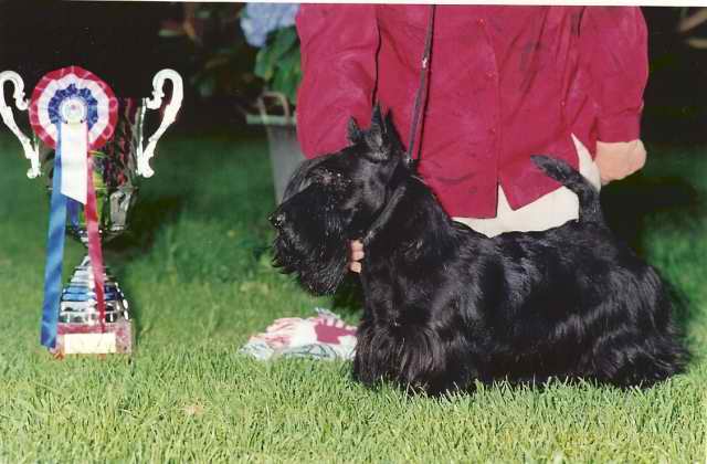 CH. Lady black du manoir des presles
