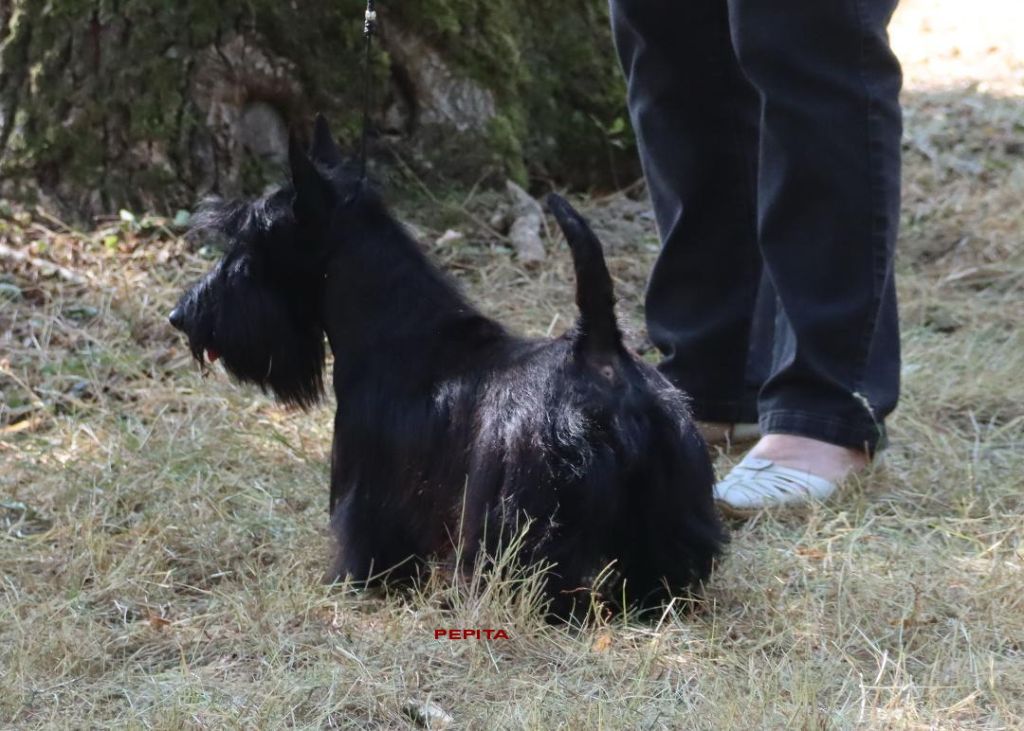 Pepita du manoir des presles
