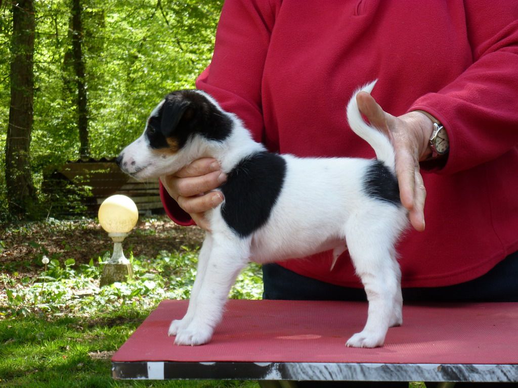 Chiot Fox Terrier Poil lisse du manoir des presles