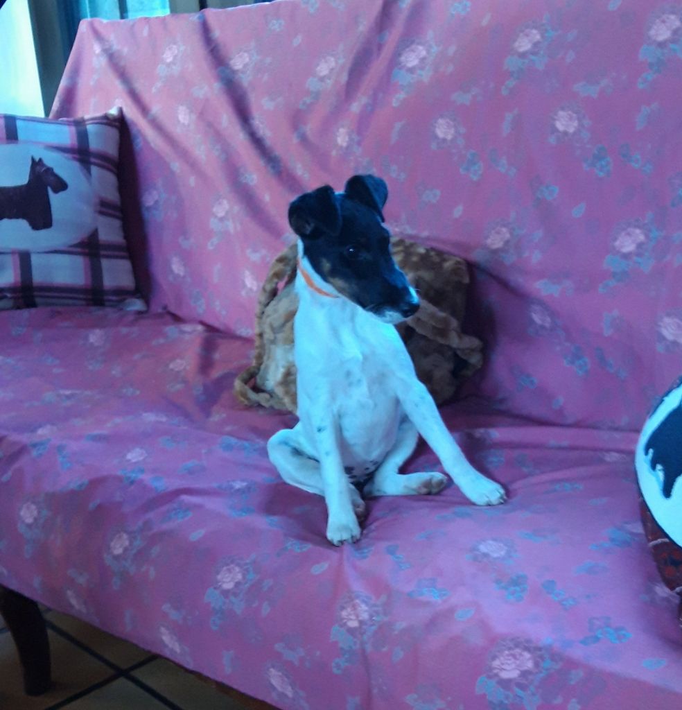 Chiot Fox Terrier Poil lisse du manoir des presles